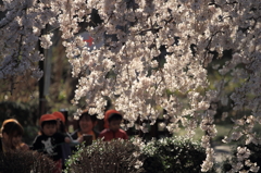 午後の光に輝く枝垂れ桜