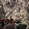 午後の光に輝く枝垂れ桜