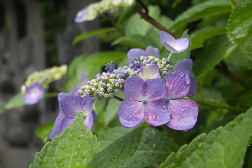 石仏と雨の紫陽花