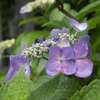 石仏と雨の紫陽花
