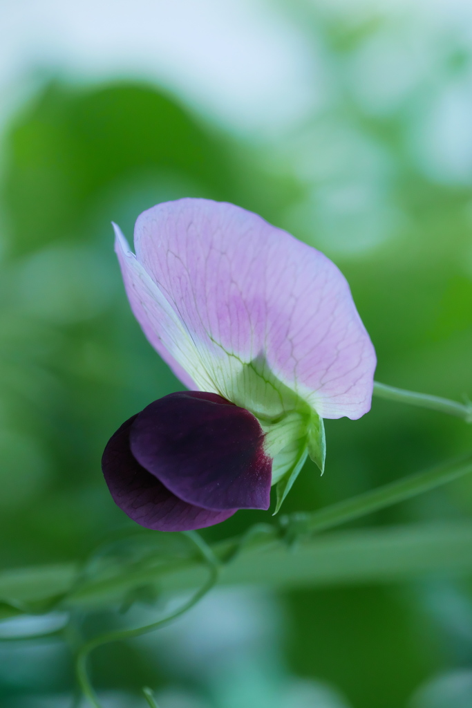 きぬさや開花　今年の第一号