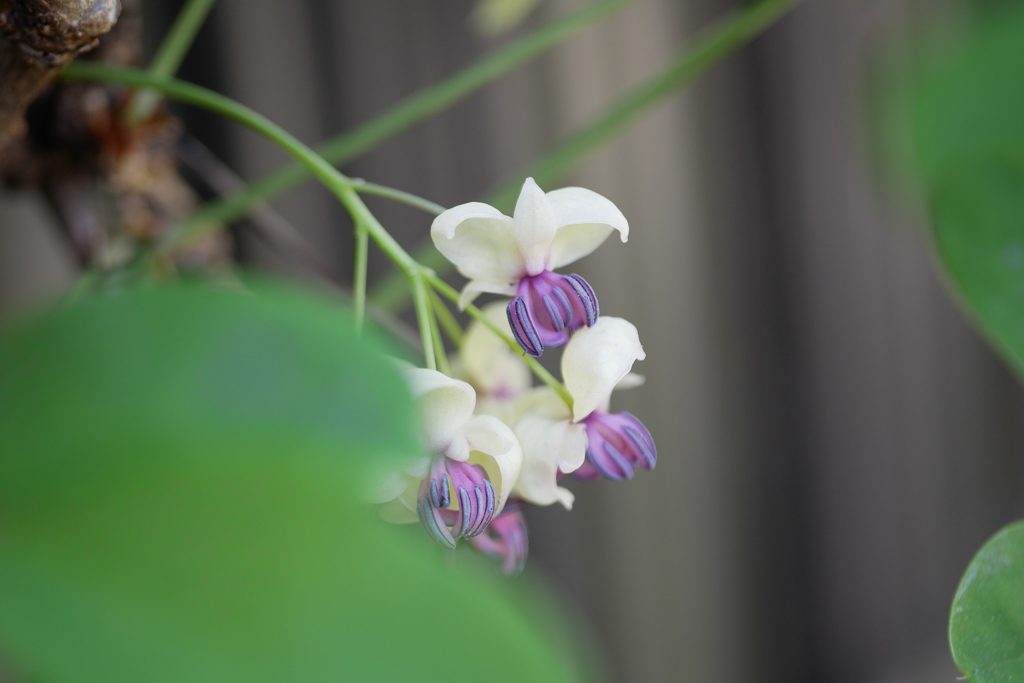 アケビの花