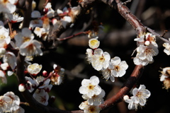 そろそろ見ごろな白い梅