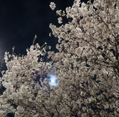 月夜の桜