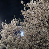 月夜の桜