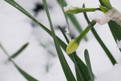 雪に耐える春の使者