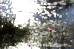 星降る川面と秋桜