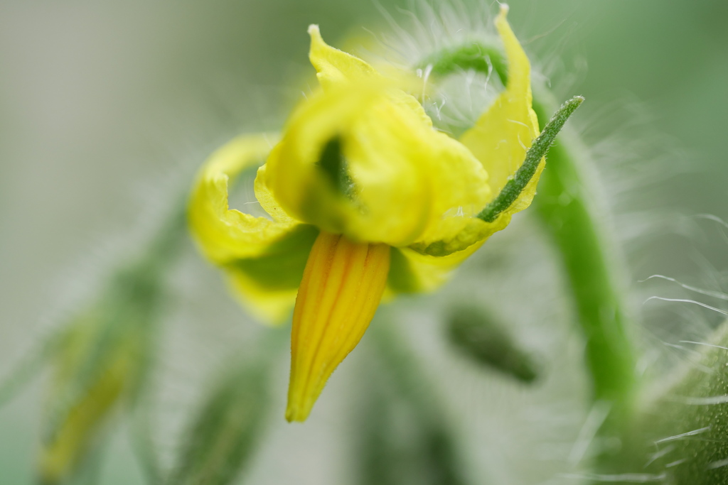 凛々子開花