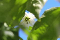 まだまだ絶好調ピーマンの花