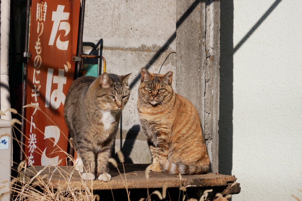 茶トラと靴下をはいたキジトラ白