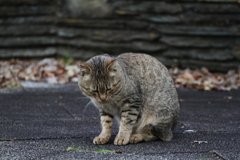 三つ指ついて「いらっしゃいませ」