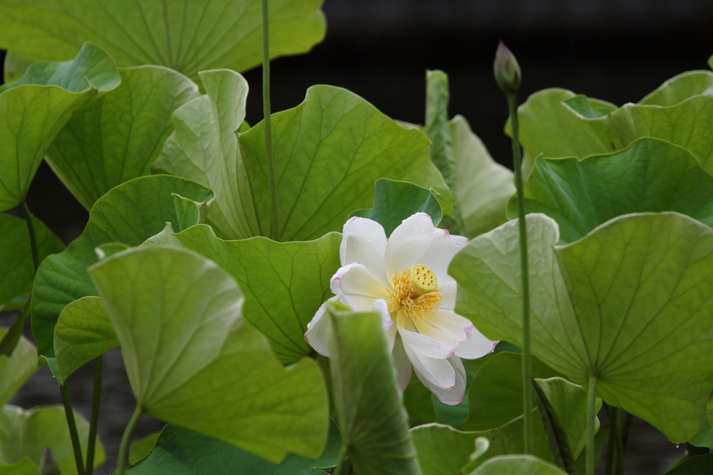 大きな葉の間からアピール♪