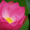 花托を覗いてみる