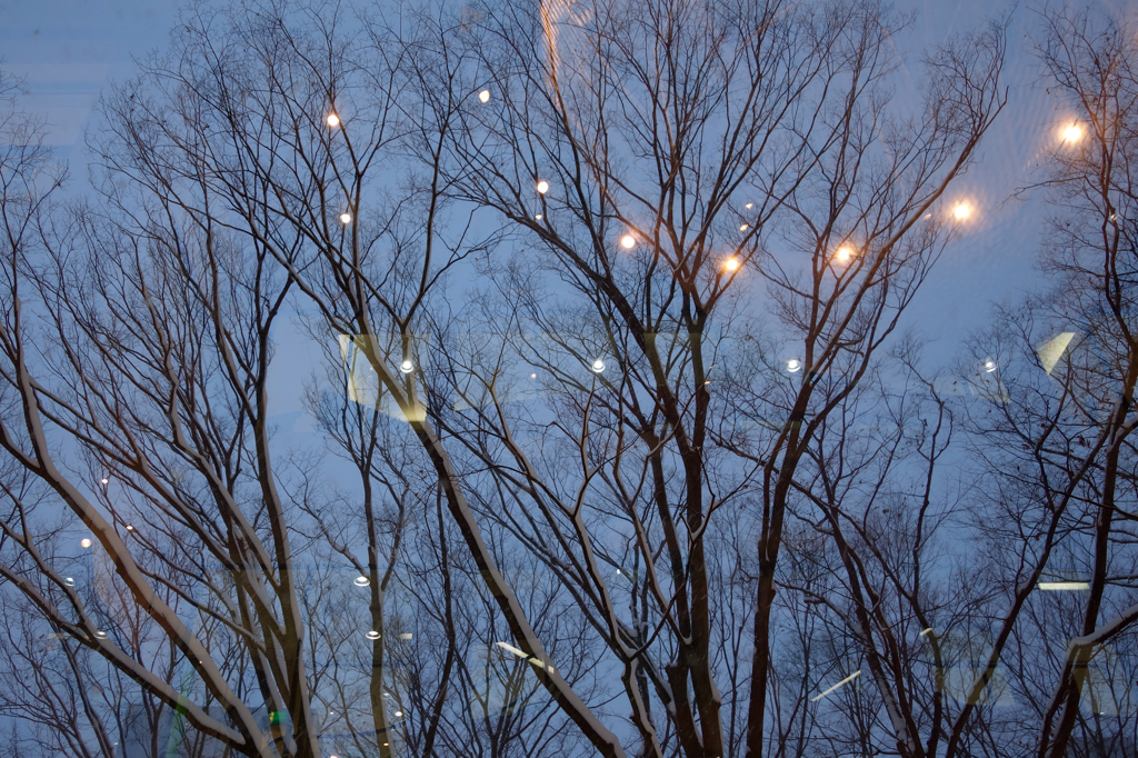 雪の空に舞う光