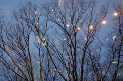 雪の空に舞う光