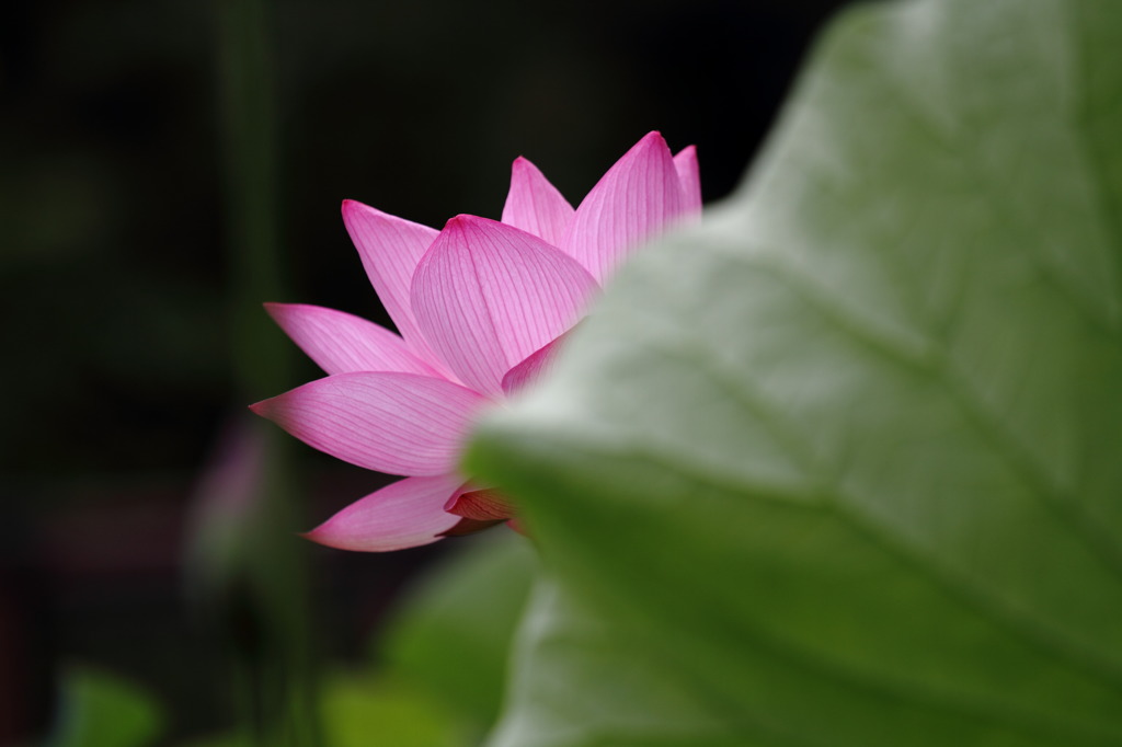 葉の陰の華やぎ