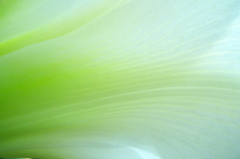 白いアマリリスの緑