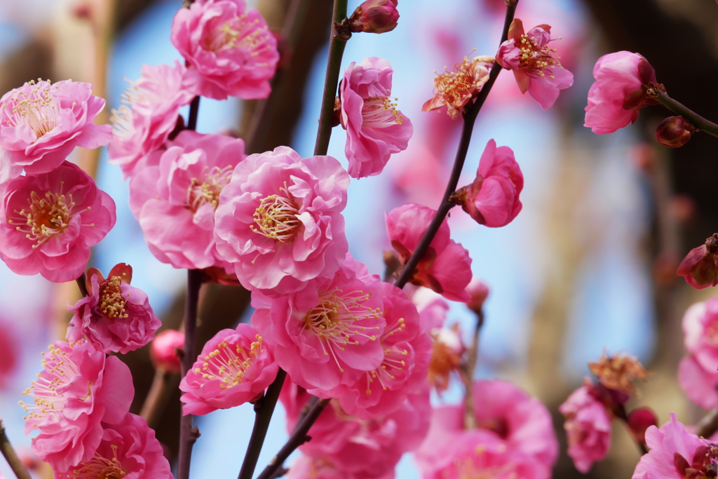 一月半ばの春色