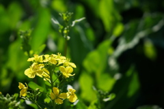 キラキラ菜の花