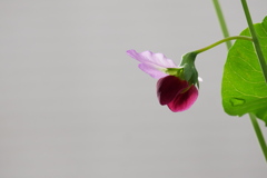 今朝の赤花エンドウ