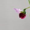 今朝の赤花エンドウ
