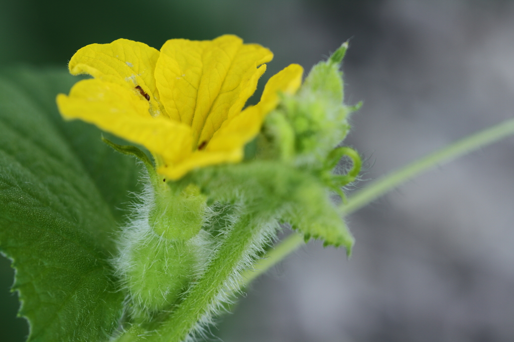 ころたんの雌花