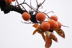 秋の味覚・柿