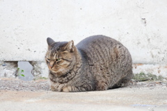 catloaf