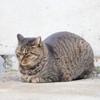 catloaf