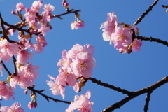 青空と河津桜