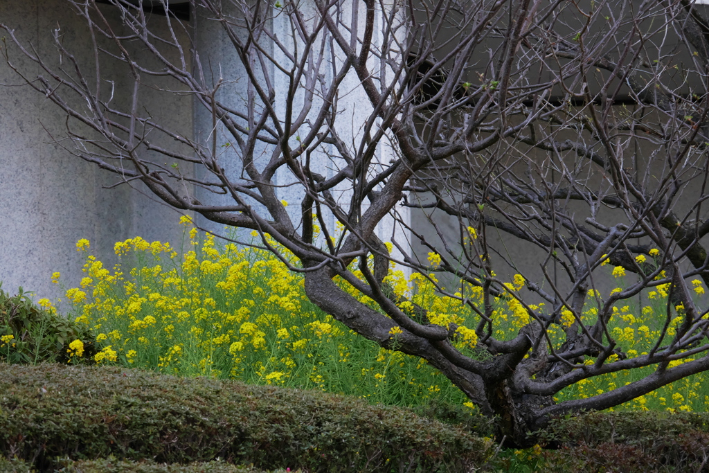 菜の花だけが春の色