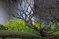 菜の花だけが春の色