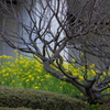 菜の花だけが春の色