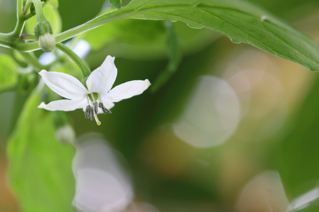 金木犀の下に甘唐辛子の花