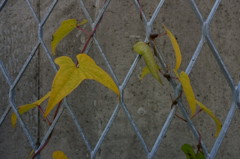 高架脇のフェンスに秋の色を添えて