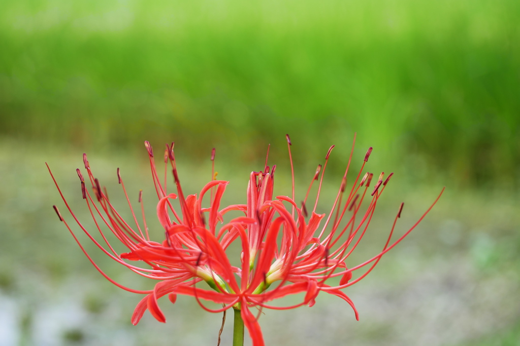 咲き始めた彼岸花 紅白の紅