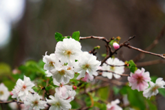 十月の花見