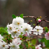 十月の花見