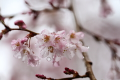 三月最後の日曜は雨