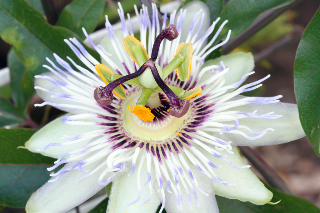 クダモノじゃないトケイソウ