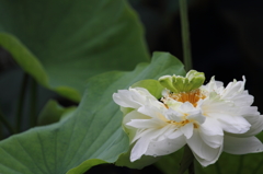 どうなってるの、この花托！