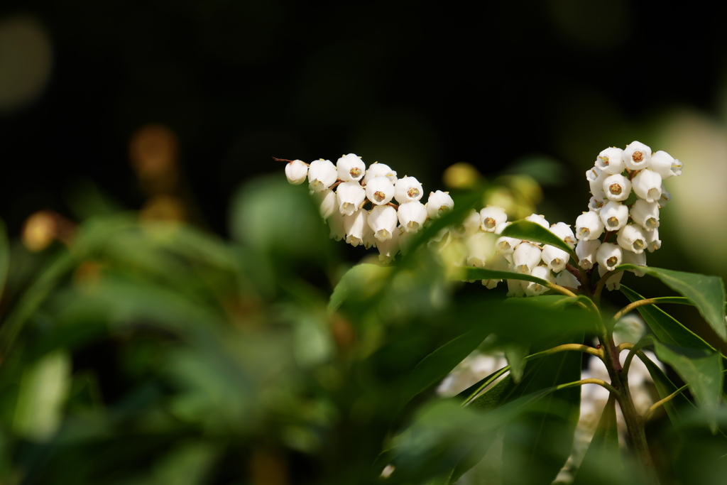 馬酔木の森