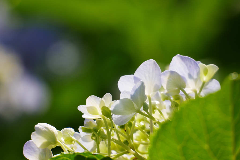光の紫陽花