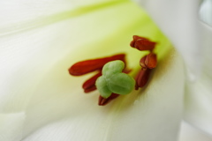 ユリの花を覗いてみる