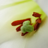 ユリの花を覗いてみる