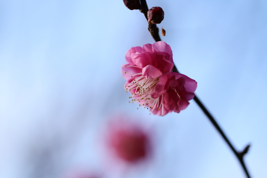 咲き始めた紅梅