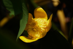 日傘をさすコウホネの花