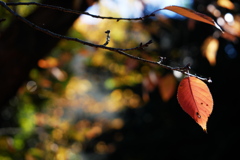 桜紅葉