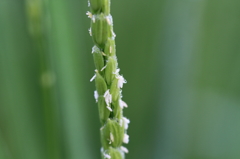 水稲に花咲く