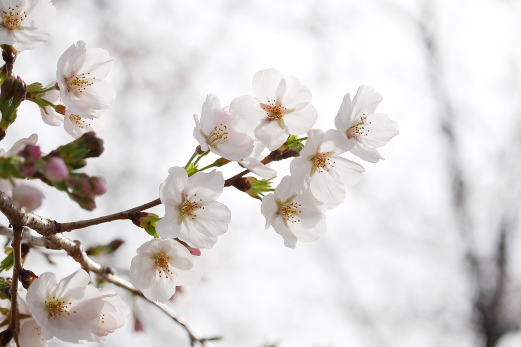 ソメイヨシノも一気に開花